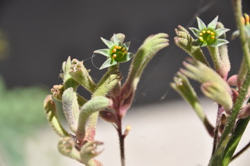 Green Kangaroo Paw Flower