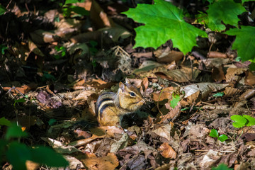 Chipmunk eating