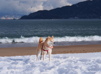 雪の海岸の柴犬