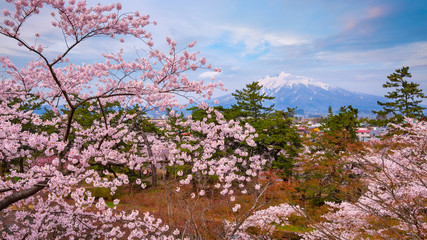 Mt. Iwaki with Full bloom Sakura - Cherry Blossom  at Hirosaki park, Japan