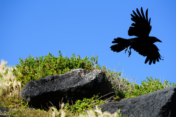 A black bird, the Australian Raven, Corvus coronoides, taking flight with blue sky background, Port Fairy Victoria Australia