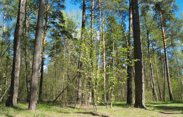 Beautiful forest at sunny day. Nature, spring landscape.