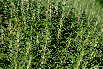 Obraz premium ラベンダーの葉