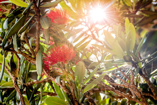 A beautiful photo of a pohutukawa tree with the sun behind