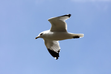 A Sea Gull soars overhead looking for food