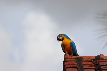 Arara azul e amarela, no telhado, de frente