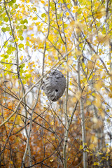 Wasp nest in trees background