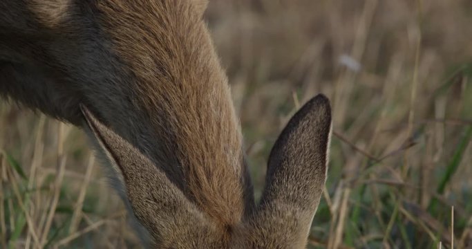 roe deer on a meadow with common cranes