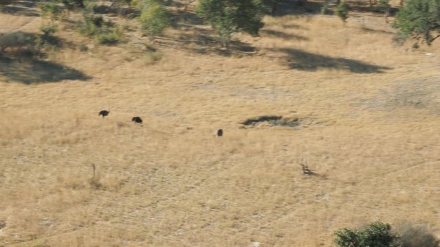 Wildlife aerial Okavango Delta Botswana Africa