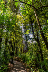 Path through the Waipoua Kauri Forest on New Zealand