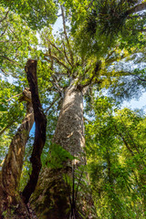 Kauri tree in Waipoua Forest, New Zealand