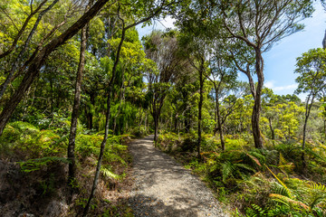 Fototapeta na wymiar Path through the Waipoua Kauri Forest on New Zealand