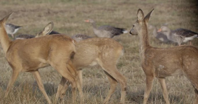 roe deer on a meadow with common cranes