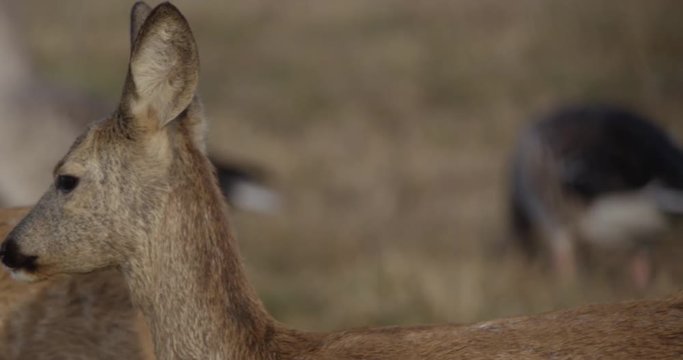 roe deer on a meadow with common cranes