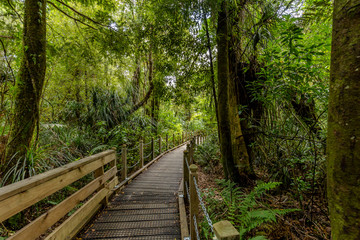 Path through the Waipoua Kauri Forest on New Zealand
