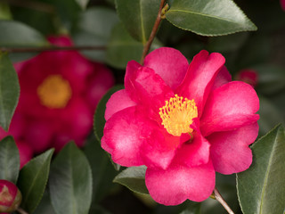 サザンカの花