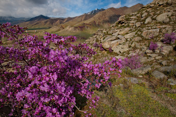 Russia. Mountain Altai. Chuyskiy tract in the period of the flowering of Maralnik (Rhododendron).