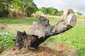 Fototapeta na wymiar Burnt Tree Stump