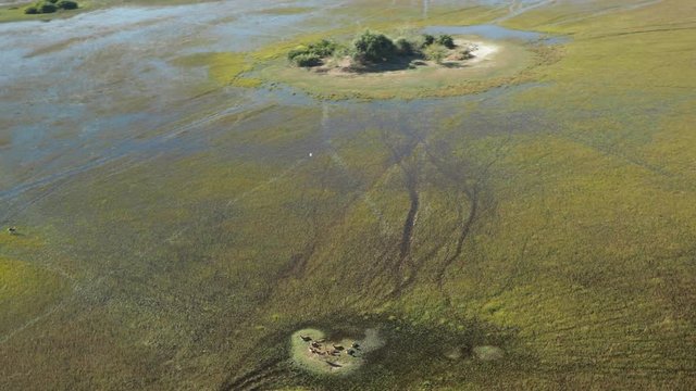Wildlife aerial Okavango Delta Botswana Africa