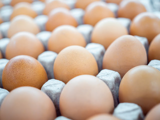 Close-up view of raw chicken eggs in egg box.