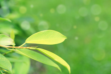 Green tree leaf on blurred background in the park with bokeh background.