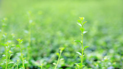 Young tree leaf on blurred background in the summer garden.