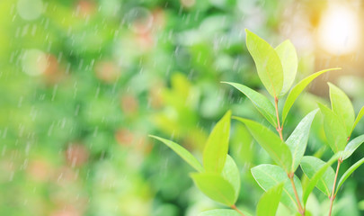 Fresh young green tree top leaf on blurred background in the summer garden with raining and rays of sunlight. Close-up nature leaves in field for use in web design or wallpaper.