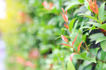 Young tree leaf on blurred background in the summer garden.