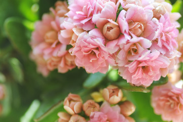 Kalanchoe blossfeldiana Poelln