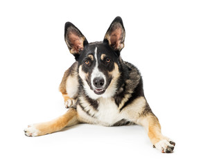 Shepherd Dog Lying Down Looking Forward