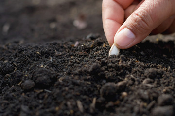 hand planting pumpkin seed in the vegetable garden and light warm. agriculture concept