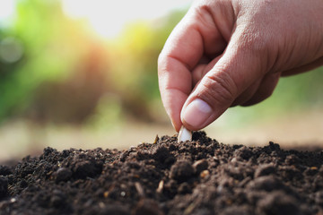 hand planting pumpkin seed in the vegetable garden and light warm. agriculture concept