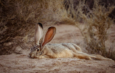 Jack Rabbit