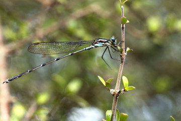 dragonfly on branch