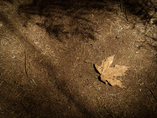 Lost Leaf