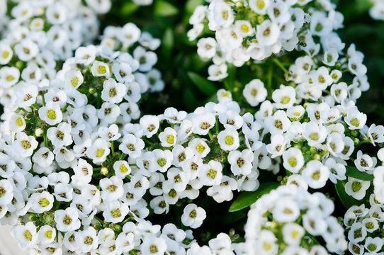 175 最適な スイートアリッサムの花 画像 ストック写真 ベクター Adobe Stock