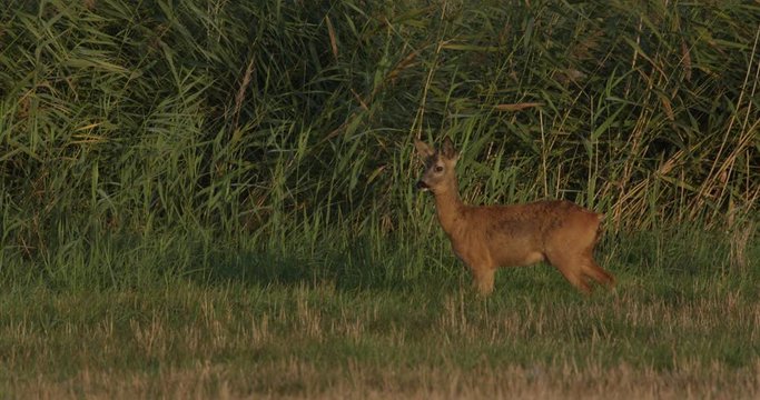roe deer on a meadow with common cranes