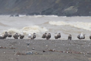 Obraz premium Swirling waves on River end. The Russian river coloring brown the Pacific ocean after rain. Seagulls are on Goat Rock Beach, Sonoma County, California winter. 