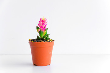 cactus isolated on white background - Image
