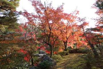 Fototapeta premium 桂離宮