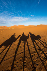 Late afternoon shadows of Dromedary camels and caravan led by Tuareg man in Merzouga, Erg Chebbi, Morocco, Africa