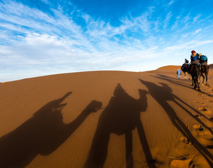 Late afternoon shadows of Dromedary camels and caravan led by Tuareg man in Merzouga, Erg Chebbi, Morocco, Africa