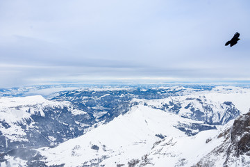 The Crow in the Swiss Jungfrau in the Cold Winter