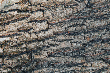 Tree bark texture background. Tree bark background. Close-up