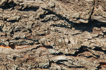 Tree bark texture background. Tree bark background. Close-up