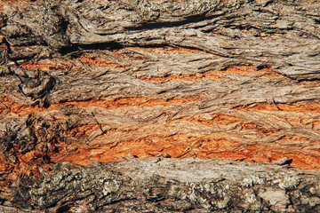 Tree bark texture background. Tree bark background. Close-up
