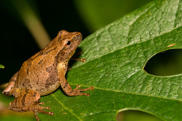 Spring Peeper (Pseudacris crucifer crucifer)
