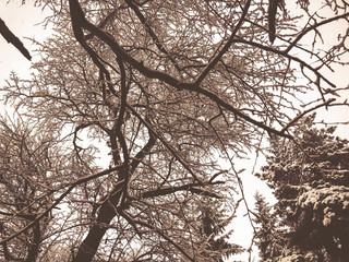 Snow covered trees in the snowfall. Winter noon in mountain ski resort Bakuriani