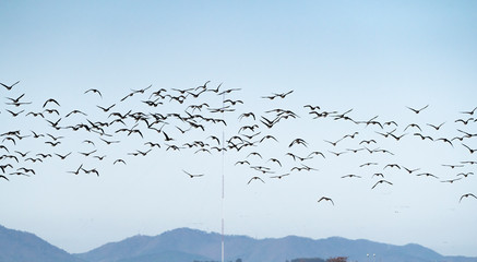 순천만 겨울 철새 쇠기러기