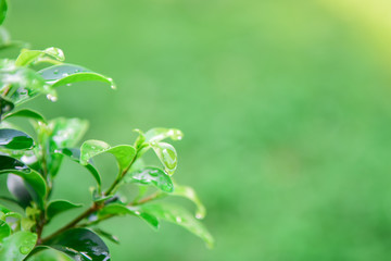 Green leaves on the branches tree with sunlight in the morning.